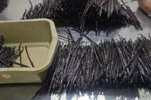 galeri-classy-vanilla-11-67567cbcc0446 galeri-classy-vanilla-11-67567cbcc0446