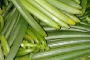 galeri-classy-vanilla-4-67567cb6c3b08 galeri-classy-vanilla-4-67567cb6c3b08