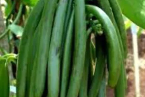 galeri-classy-vanilla-5-67567cb72f976 galeri-classy-vanilla-5-67567cb72f976