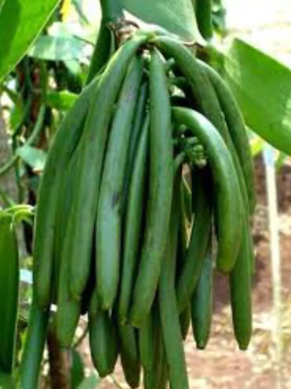 galeri-classy-vanilla-5-67567cb72f976