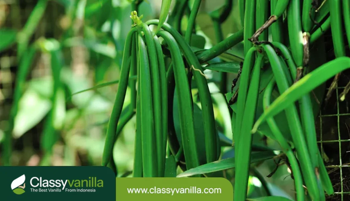 health-benefits-of-vanilla-beans-you-didnt-know-about-6756783eb12e1